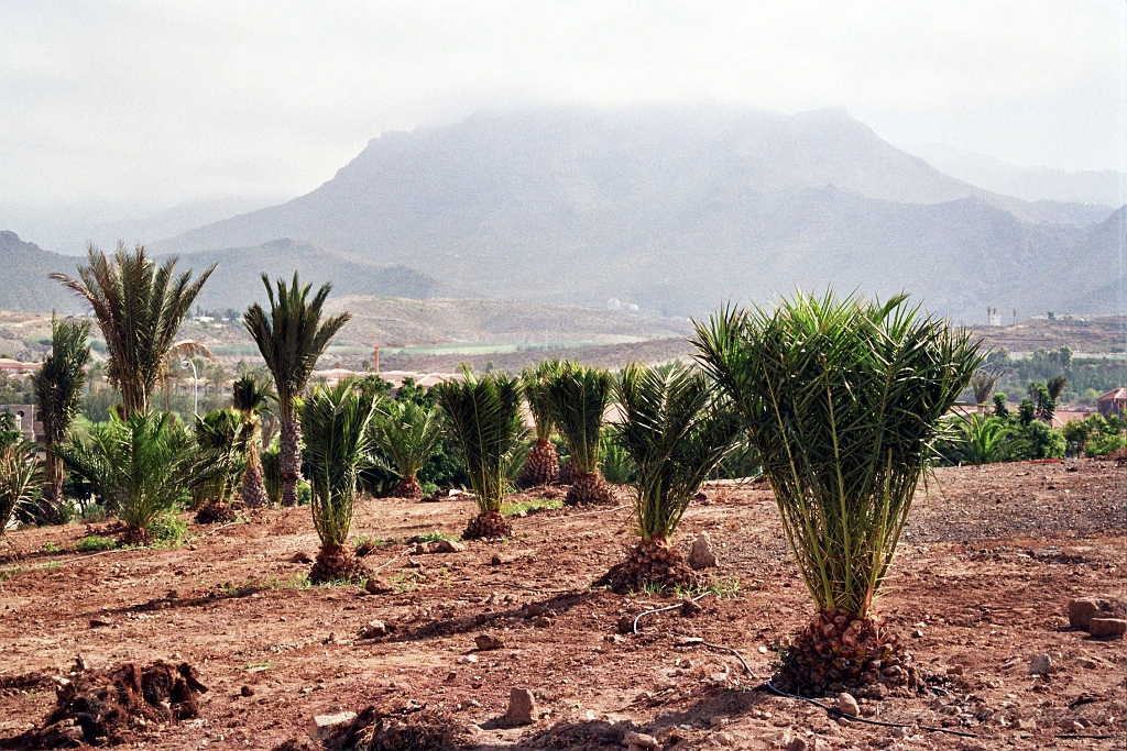 24 Los Cristianos, palmy.jpg